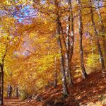 Le Lac Chalain en Automne